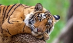 Bengalski tigar (indijski tigar)